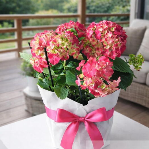 45 CM Saksıda Ortanca (Hydrangea) – Pembe Çiçekli Şık Saksı