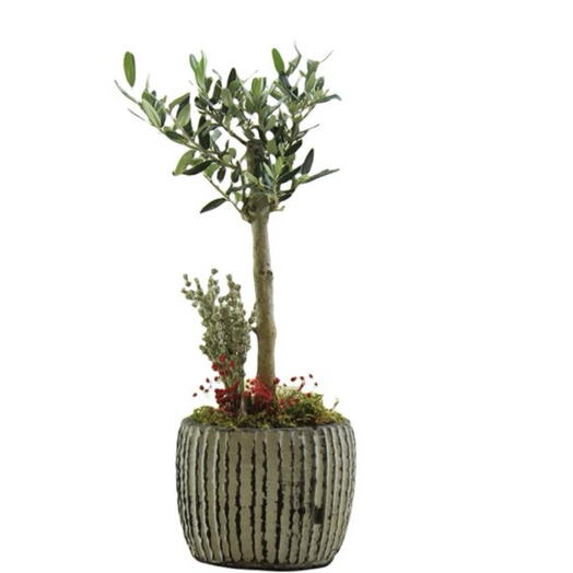 Zeytin Bonsai