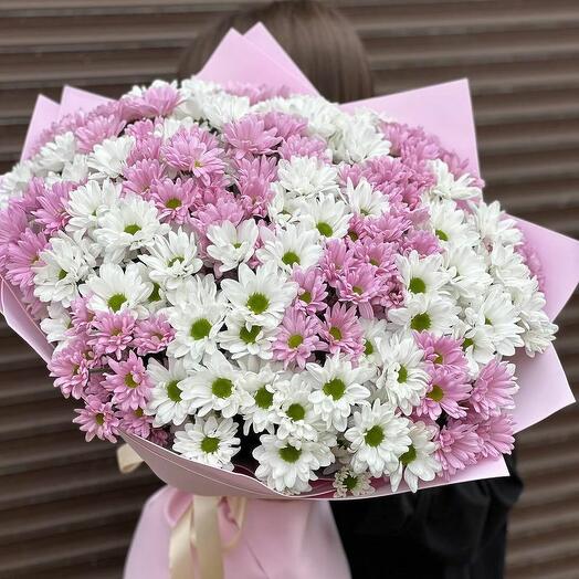 Pink White Chrysanthemum