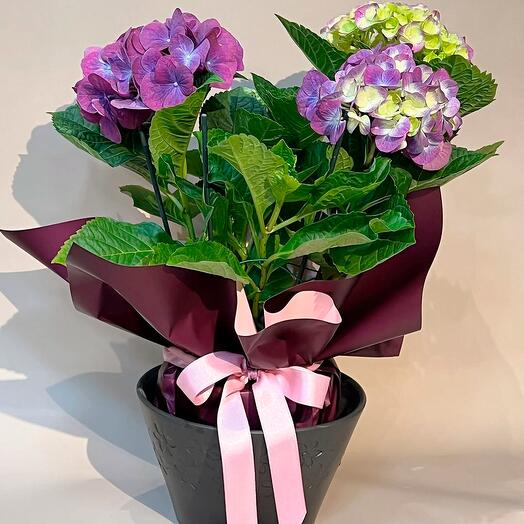 potted hydrangea