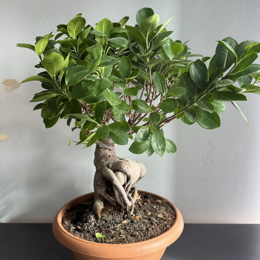 Bonsai medium