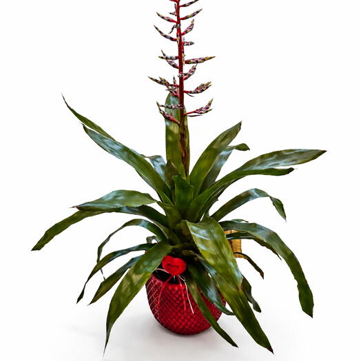 Seramik Saksıda Çiçekli Bromelia