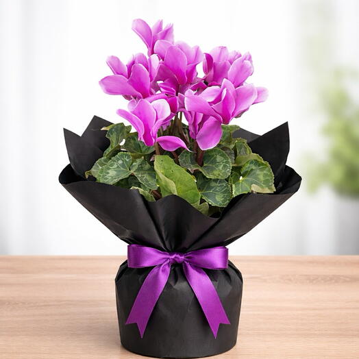 Purple Cyclamen Potted Plant 💜