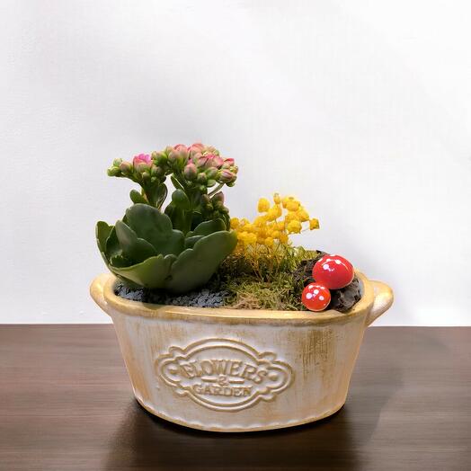 Succulent Garden