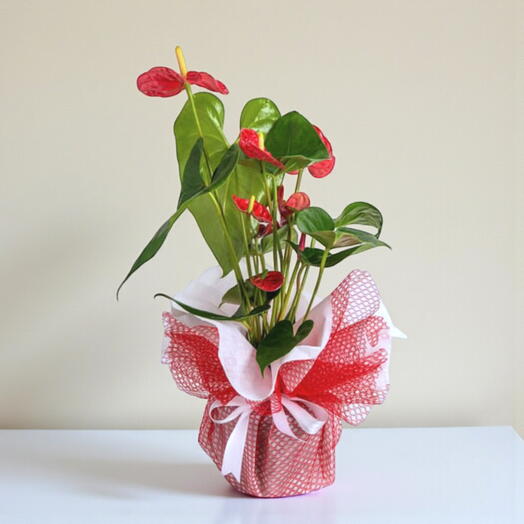 Saksıda Kırmızı Antoryum: Doğanın Zarafeti Evde