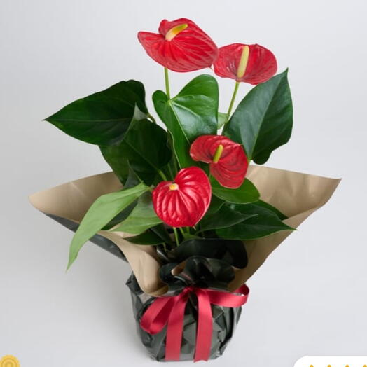 Antorium saksı çiçeği