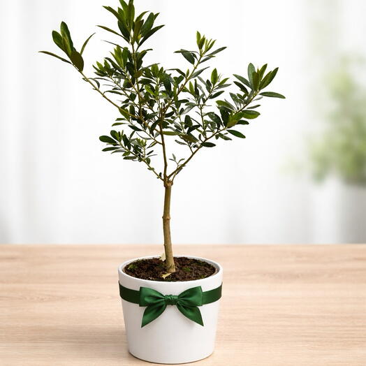 45 cm Olive Tree Potted Plant Decorative Mini Olive
