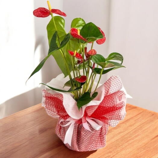 İç Mekan Bitkisi Anthoryum