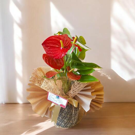 Jumbo  Antoryum Çiçeği