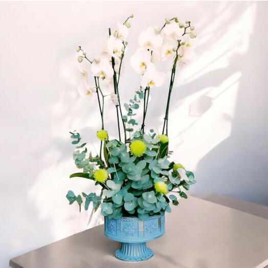 Deluks dort dallı Orkide