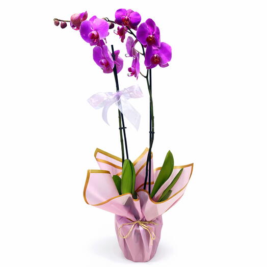 Orkide mor