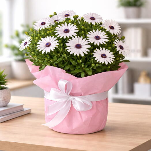 Bodrum Daisy (Osteospermum) Potted Plant 🌼
