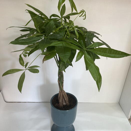 Pachira Aquatica Para ağacı