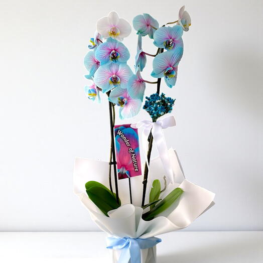 Wonder Mavi Orkide