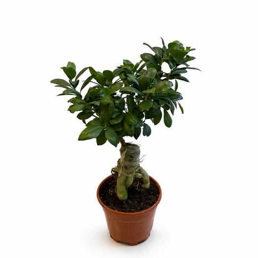 Saksıda Bonsai Çiçeği (Ficus Ginseng)