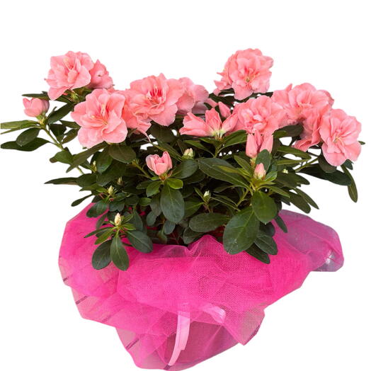 Азалия Семени 🌺