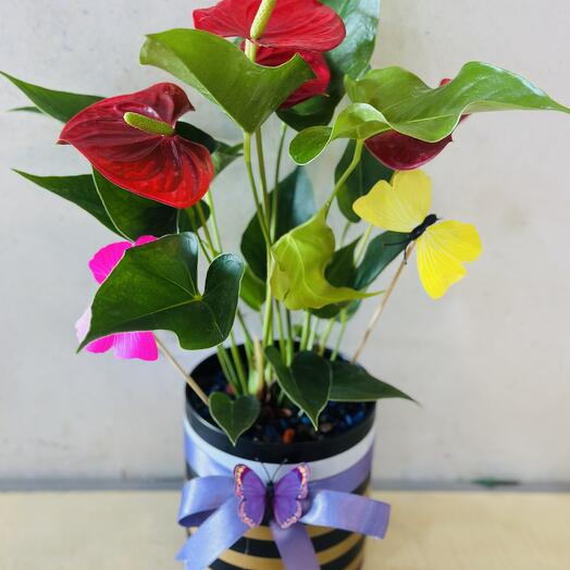 Iç mekan bitkisi antorium