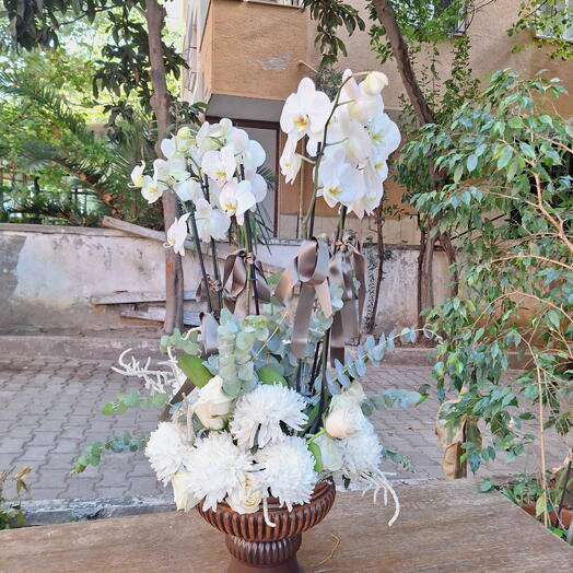 Beyaz orkide  ANASTASİA  6 ADET 6 GÜL BEYAZ  OKOLOPTUS YAPRAGI