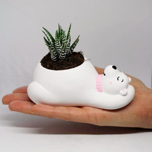 Kaktus Sevimli Ayıcık Saksı + Canlı Sukulent Bitkili
