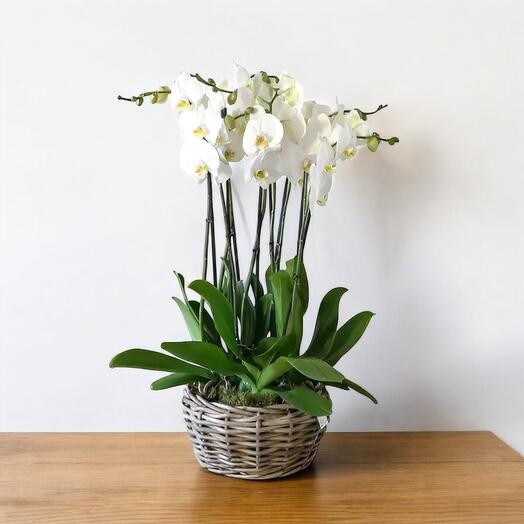 Altılı Beyaz Orkide Aranjmanı