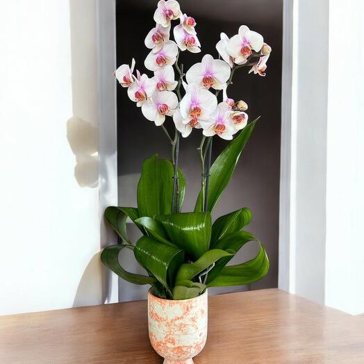 Özel Tasarım İki Dallı Orkide