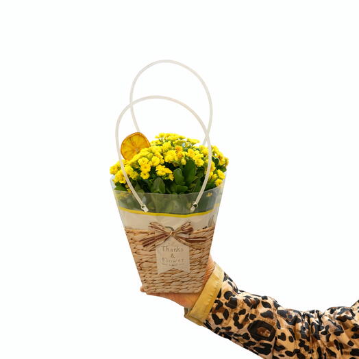 Sepet Ambalajlı Mini Sarı Kalanchoe Çiçeği