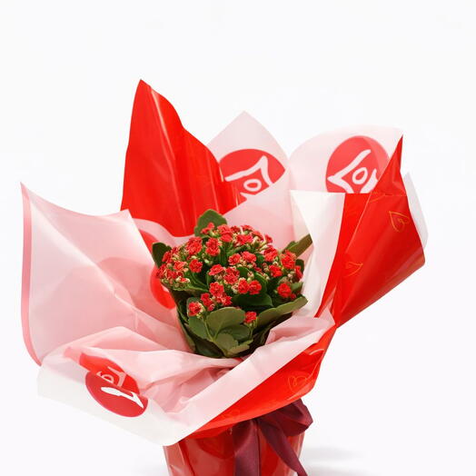 Romantik Tasarım Kırmızı Kalanchoe