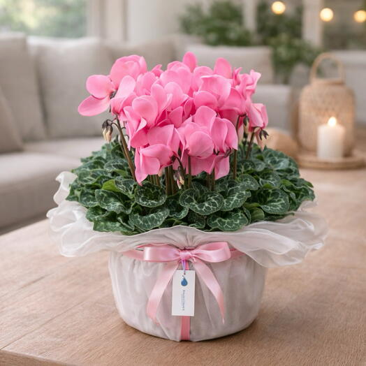 Pink Cyclamen Potted Plant 🌸
