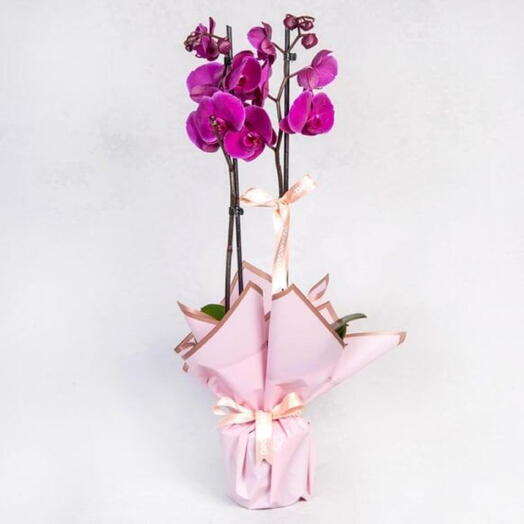 Double-stem purple orchid wrapped in a purple bouquet