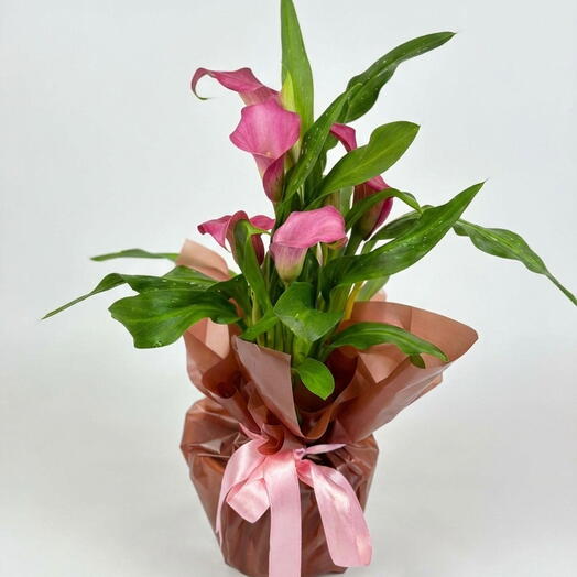 Saksıda Pembe Gala Çiçeği – Özel Tasarım Şık Sunum
