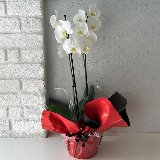 Beyaz çift dal orkide