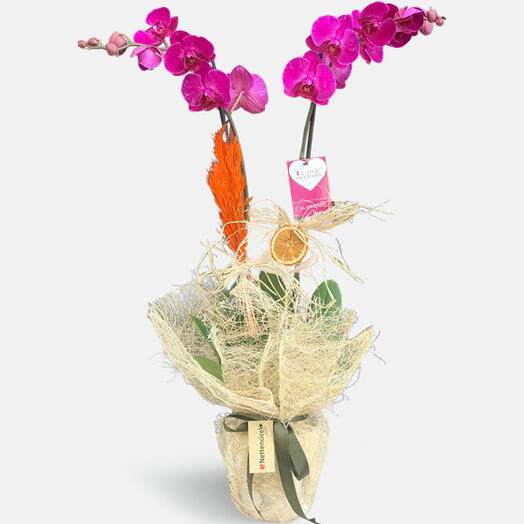 Double Mor Orkide Çiçeği