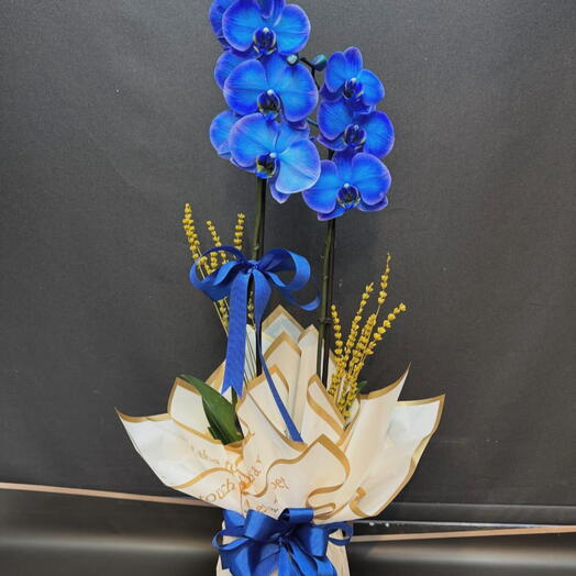 Blue orchid lux