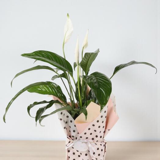 Barış Çiçeği Sevdası