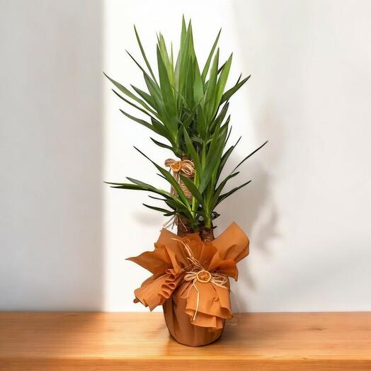 Yucca Plant 3 Stems