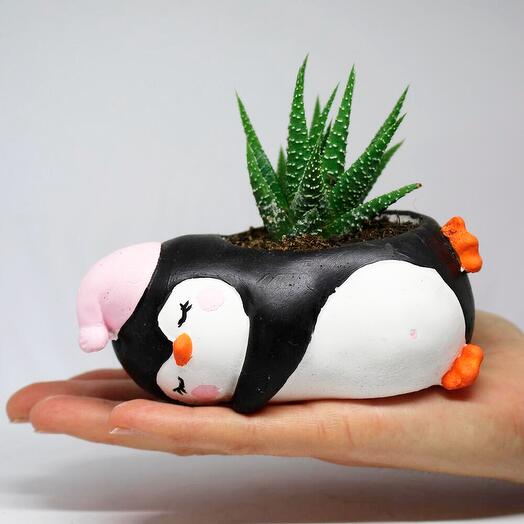 Sevimli Penguen Saksı Özel Dekoratif Kaktus + Canlı Sukulent Bitki