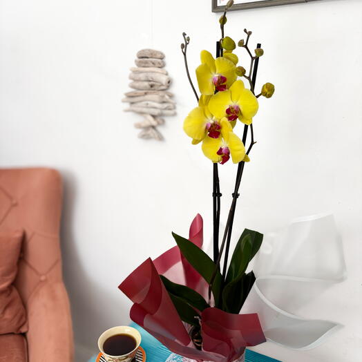 İki Dal Saksıda Sarı Orkide – Ofis ve Ev Dekorasyonuna Işık Kat