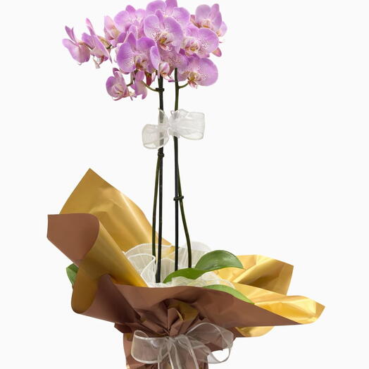İthal Çift Dallı Mor Orkide – Seramik Vazo Hediyeli