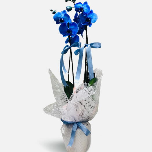 Mavi Orkide Çiçeği