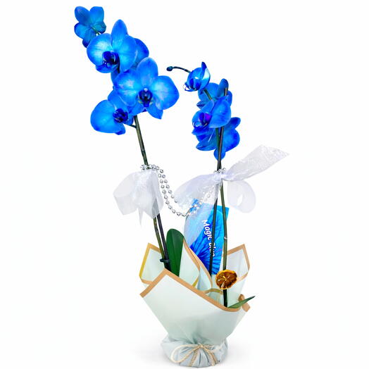 Mavi orkide