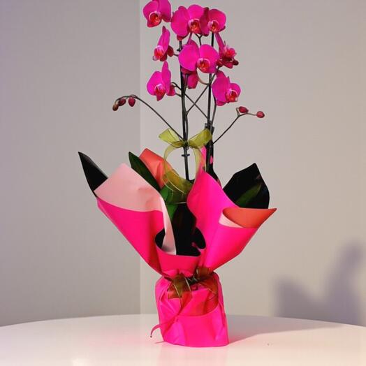 Mor Saksı Orkide – Asaletin ve Zarafetin Buyuleyici Simgesi