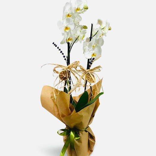 Natural White Orkide