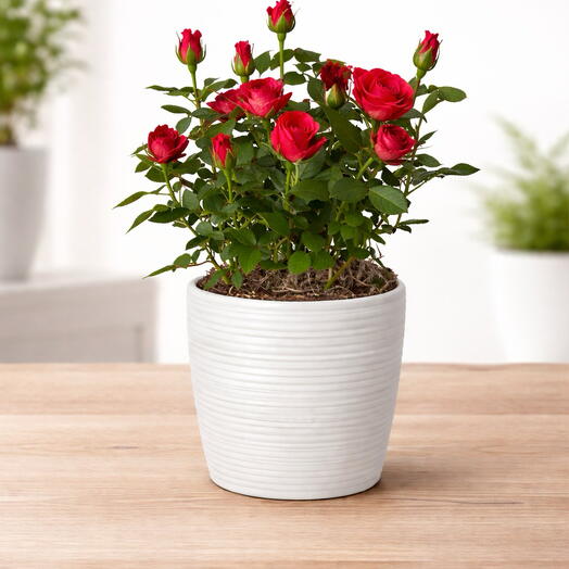 Red Mini Potted Rose 🌹