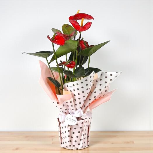 Romantik Kırmızı Aşk