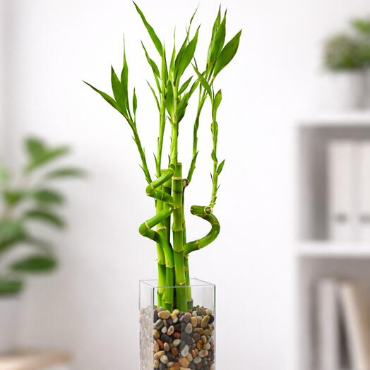 4-stem Lucky Bamboo in a Glass Vase | Decorative Lucky Bamboo🎋🎋