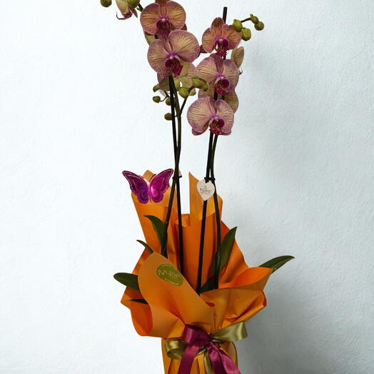 IVY FLower Premium 2 dal Orkide