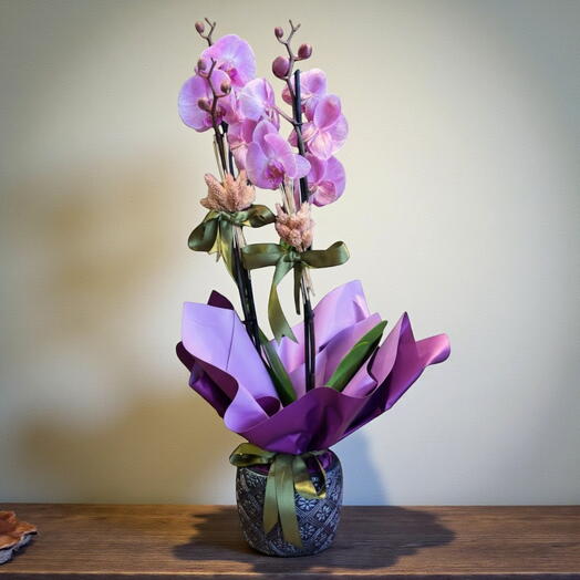 Pembe Mor Orkide