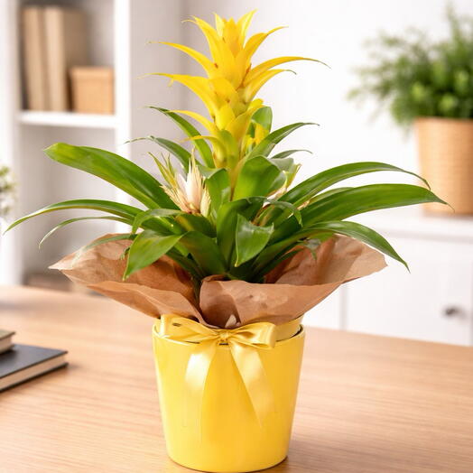 Yellow Guzmania Potted Plant | Tropical Live Plant🔥