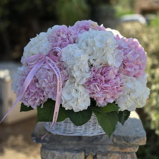 Çiçek sepeti hydrenga