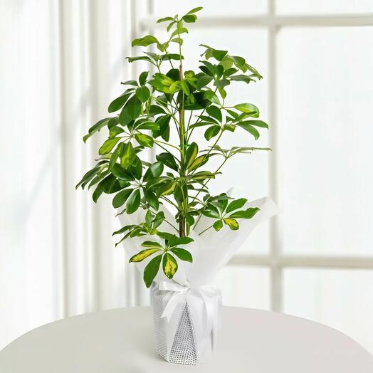 Schefflera Potted Plant